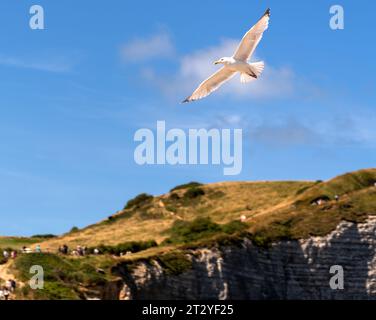 Seagull flies along the coast near Etretat in Normandy.France vvbvanbree fotografie Stock Photo