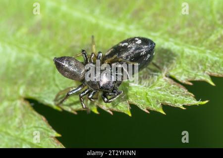 Common Sun jumper Spider (Heliophanus flavipes) Mating pair. Salticidae. Sussex, UK Stock Photo