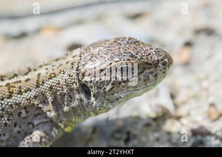Female Sand Lizard (Lacerta sp) Lacertidae. Sussex, UK Stock Photo