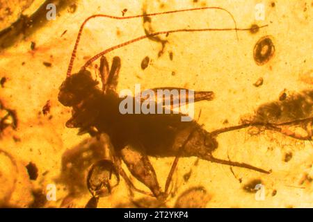 Prehistoric 99 Million Year old fossil Cricket trapped in Burmite Myanmar Burmese Amber - Fossilised Tree Resin - Insect Fossils Stock Photo