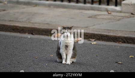 Downing Street, London, UK. 17th Oct, 2023. Larry in Downing Street during weekly cabinet meeting. Credit: Malcolm Park/Alamy Stock Photo
