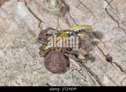 Predating Rare Female Crab Spider with Grasshopper Prey (Xysticus acerbus ...