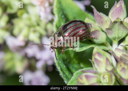 Rosemary Beetle (Chrysolina americana) Chrysomelidae. Sussex, UK Stock Photo