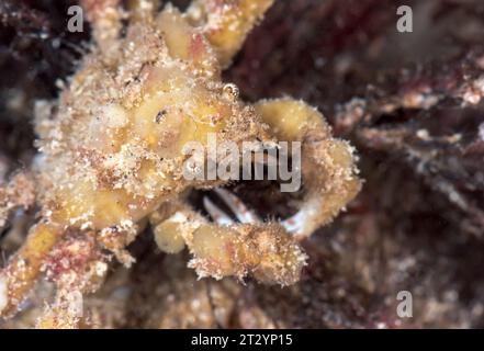 Scorpion Spider Crab camouflaged with sponges (Inachus dorsettensis), Inachidae, Decapoda, Crustacean. Sussex, UK Stock Photo