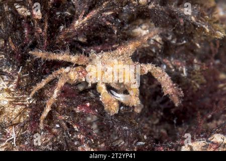 Scorpion Spider Crab camouflaged with sponges (Inachus dorsettensis), Inachidae, Decapoda, Crustacean. Sussex, UK Stock Photo