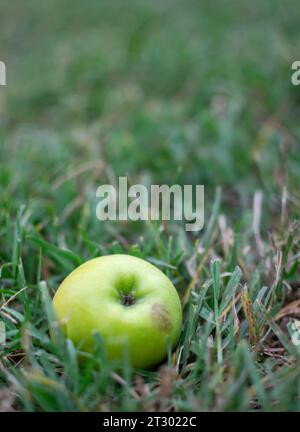 Close-up image of wild apple fallen in rustic field in seasonal changes Stock Photo