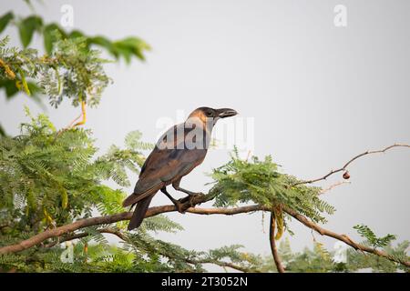 A house crow perched on a branch Stock Photo