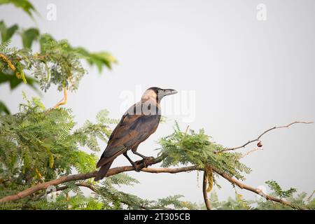 A house crow perched on a branch Stock Photo