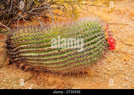 Horizontal Arizona Barrel Cactus Ferocactus wislizenii in early spring in blosom Stock Photo