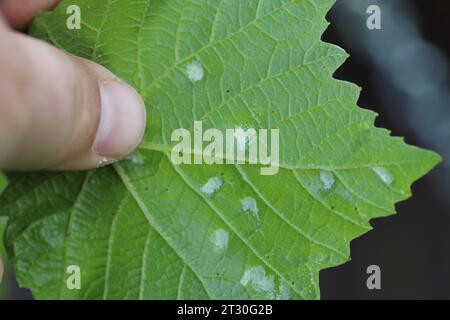 Grapevine blister mite, Eriophyes vitis, white damage blisters on the lower surface of vine leaves. Stock Photo