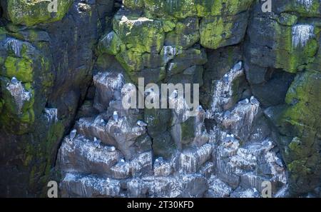 Seagulls on the cliffs on the coast on the Snaefellsnes Peninsula- Iceland, Europe Stock Photo