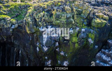 Seagulls on the cliffs on the coast on the Snaefellsnes Peninsula- Iceland, Europe Stock Photo