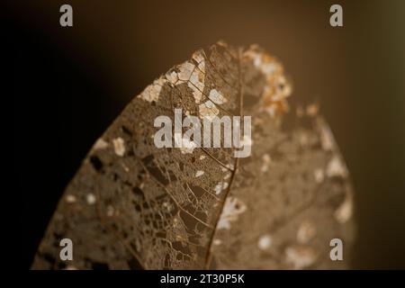 Skeleton leaves isolated - Leaf veins, Dry leaf detail texture in front to light-dry leaves Stock Photo