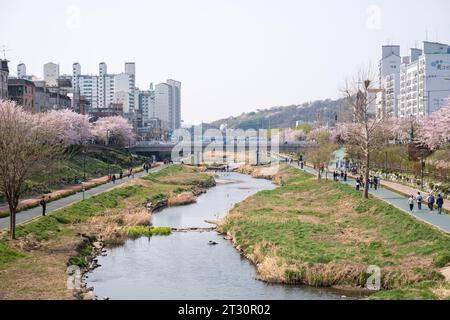Seoul, South Korea - 3 April 2023: People walking around Cherry blossom festival at Bulgwangcheon Stock Photo