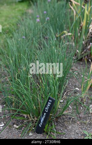 Common chives Stock Photo