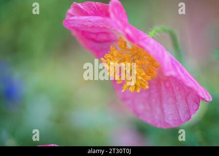 Texas spring wildflowers, poppies, larkspur, bees, butterflies, pollinators, native plants garden, pink, white, red, yellow Stock Photo