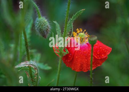 Texas spring wildflowers, poppies, larkspur, bees, butterflies, pollinators, native plants garden, pink, white, red, yellow Stock Photo