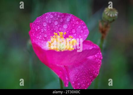 Texas spring wildflowers, poppies, larkspur, bees, butterflies, pollinators, native plants garden, pink, white, red, yellow Stock Photo