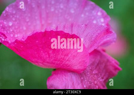 Texas spring wildflowers, poppies, larkspur, bees, butterflies, pollinators, native plants garden, pink, white, red, yellow Stock Photo