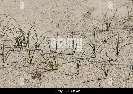 Sand-Segge, Sandsegge, Segge, Carex arenaria, Sand Sedge, La laîche des sables Stock Photo