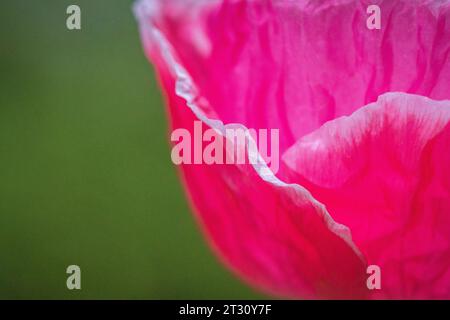 Texas spring wildflowers, poppies, larkspur, bees, butterflies, pollinators, native plants garden, pink, white, red, yellow Stock Photo