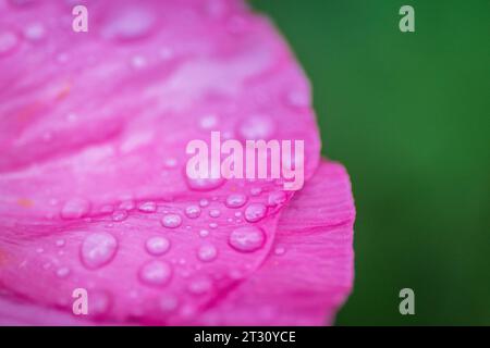 Texas spring wildflowers, poppies, larkspur, bees, butterflies, pollinators, native plants garden, pink, white, red, yellow Stock Photo