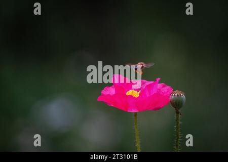 Texas spring wildflowers, poppies, larkspur, bees, butterflies, pollinators, native plants garden, pink, white, red, yellow Stock Photo