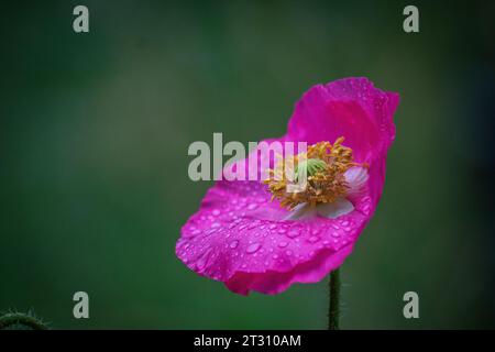 Texas spring wildflowers, poppies, larkspur, bees, butterflies, pollinators, native plants garden, pink, white, red, yellow Stock Photo