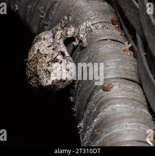 Grey Tree Frog Blending into the environment Stock Photo