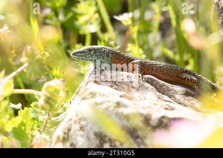 A Blue-throated Keeled Lizard (sometimes known as a Dalmatian Algyroides) sunbathing on a rock on the Greek island of Corfu. Stock Photo