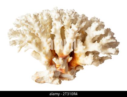 twig of white coral branch isolated on white background Stock Photo