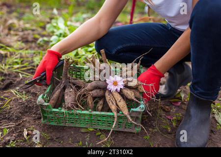 Close up of dahlia tubers in crate. Gardener dug up cut back plants to prepare bulbs for overwintering. Storing roots Stock Photo