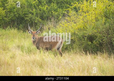 Male Defassa Waterbuck, Uganda. Stock Photo