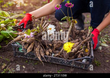 Close up of dahlia tubers in crate. Gardener dug up cut back plants to prepare bulbs for overwintering. Storing roots Stock Photo