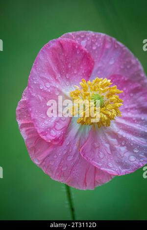 Texas spring wildflowers, poppies, larkspur, bees, butterflies, pollinators, native plants garden, pink, white, red, yellow Stock Photo