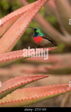 Male Greater Double-collared Sunbird sitting on agave leaf, South Africa. Stock Photo
