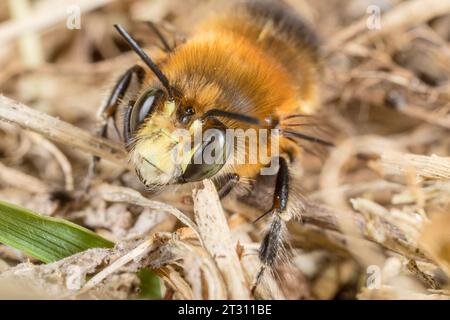 Hairy-footed Flower Bee warming itself up in the Spring sunshine. This species is one of the first solitary bees to start flying each year in Britain. Stock Photo
