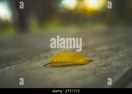A closeup of a yellow autumn leaf on a wooden bench Stock Photo