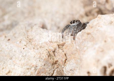 Juvenile Red-bellied Jumping Spider looking for prey, on a wall in Corfu, Greece. Stock Photo