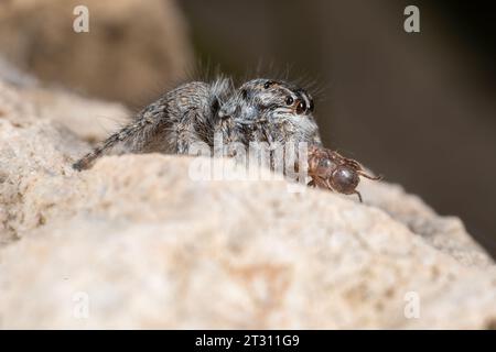 Juvenile Red-bellied Jumping Spider with springtail prey, on a wall in Corfu, Greece. Stock Photo