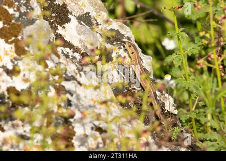 A young Balkan Green Lizard basking on a hot rock in Corfu, Greece. Stock Photo