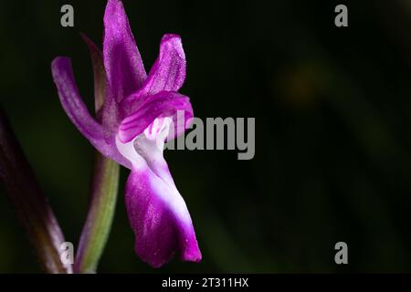Close up of a single flower of the Lax-flowered orchid, taken in Corfu, Greece. Stock Photo