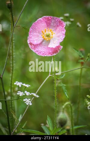 Texas spring wildflowers, poppies, larkspur, bees, butterflies, pollinators, native plants garden, pink, white, red, yellow Stock Photo