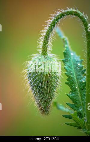 Texas spring wildflowers, poppies, larkspur, bees, butterflies, pollinators, native plants garden, pink, white, red, yellow Stock Photo