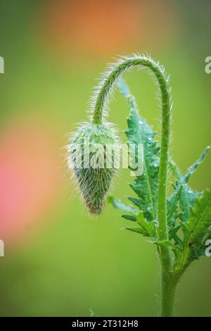 Texas spring wildflowers, poppies, larkspur, bees, butterflies, pollinators, native plants garden, pink, white, red, yellow Stock Photo