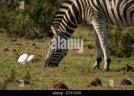 Cattle egret trying to eat insects put up by a grazing zebra in Addo Elephant Park, South Africa. Stock Photo