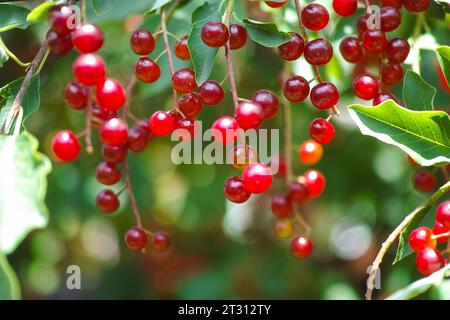 Red berries of Prunus padus (bird cherry, hackberry, hagberry or Mayday tree) on tree branches. Close-up Stock Photo