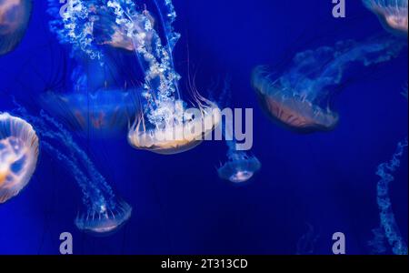 The Japan nettle (Chrysaora pacifica) is a species that can measure 3 meters in length from the bell to the tentacles. Sea nettle. Stock Photo