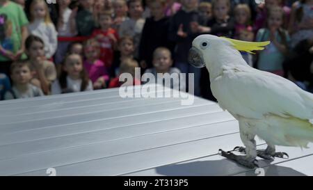 Denmark - Copenhagen, June 5, 2023: Performance with a white parrot in front of families with children at the shopping center. Clip. Clever bird Stock Photo