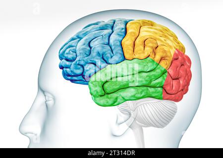 Cerebral cortex lobes in color profile view with body isolated on white background accurate 3D rendering illustration. Human brain anatomy, neurology, Stock Photo